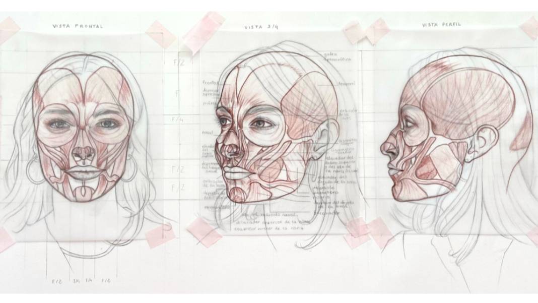 La imagen muestra dibujos anatómicos de la estructura facial humana desde diferentes ángulos.