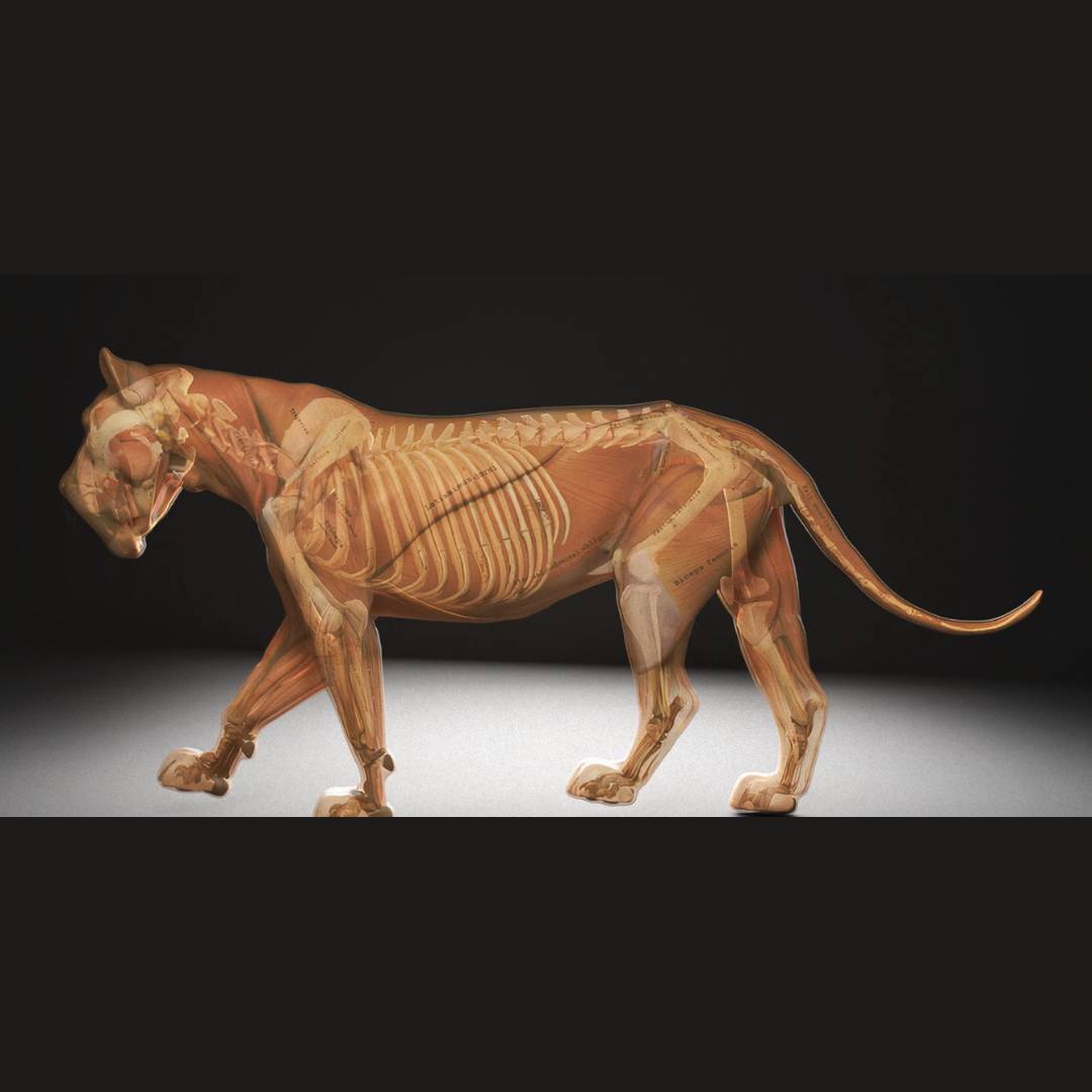 Una representación anatómica de un perro mostrando su sistema esquelético y muscular.