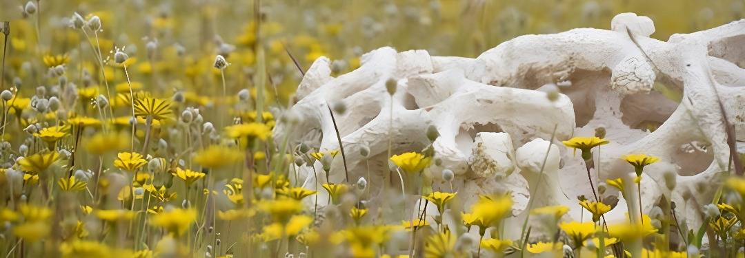 Un campo cubierto de flores amarillas con un esqueleto blando en el fondo.