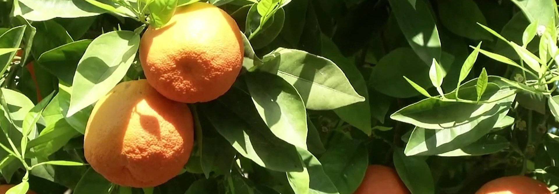 Naranjas amargas - Feel the Peel