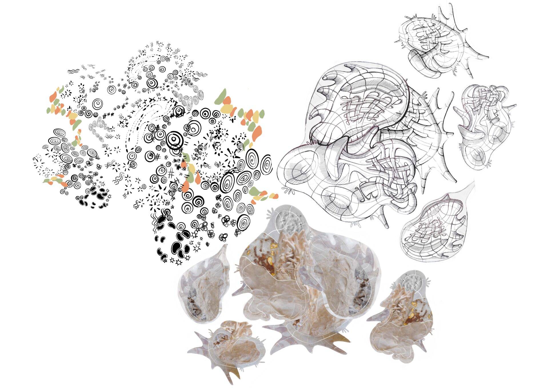 La imagen presenta una combinación de patrones abstractos y representaciones de conchas marinas.