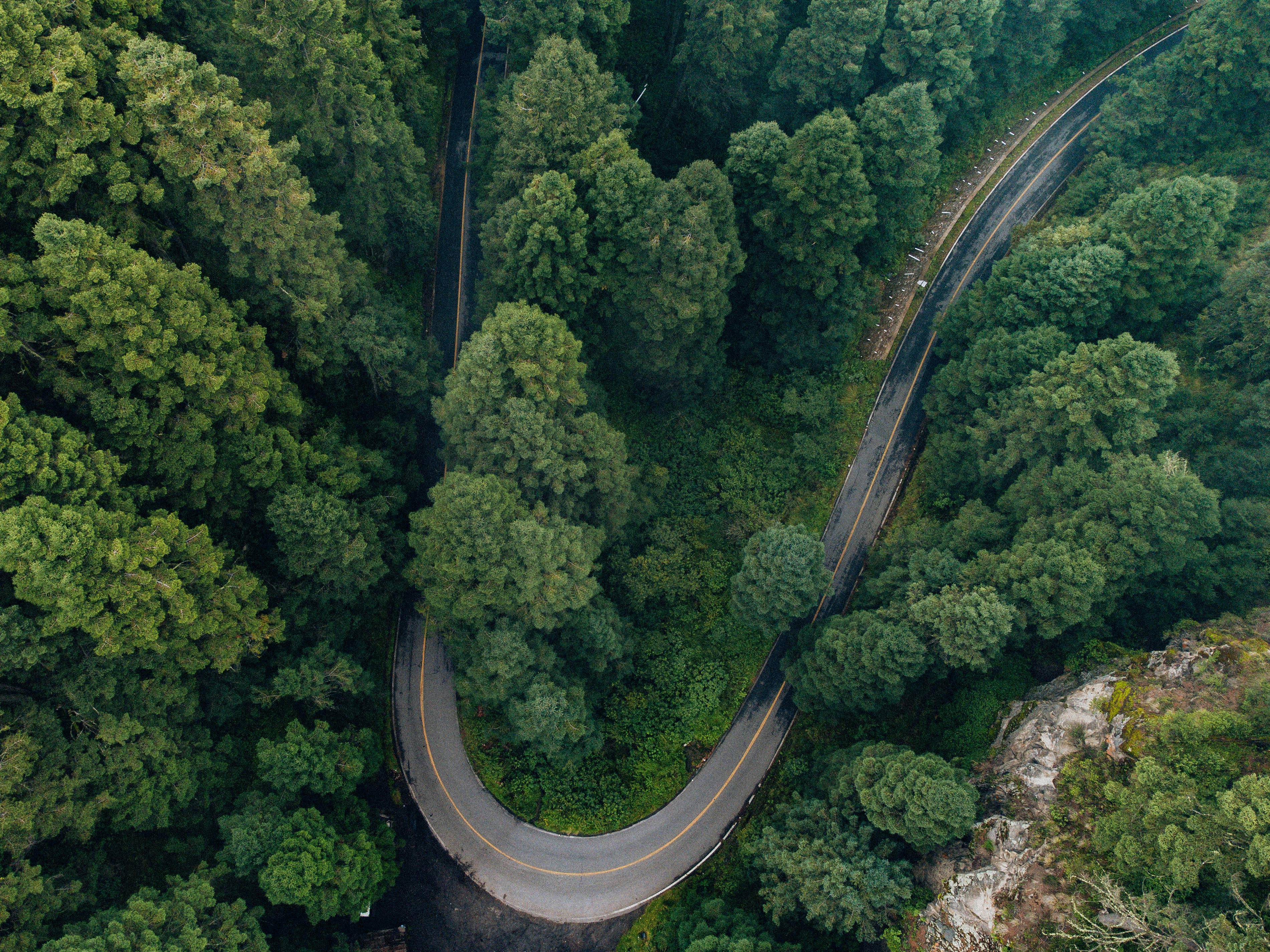 Una carretera serpenteante rodeada de un denso bosque.